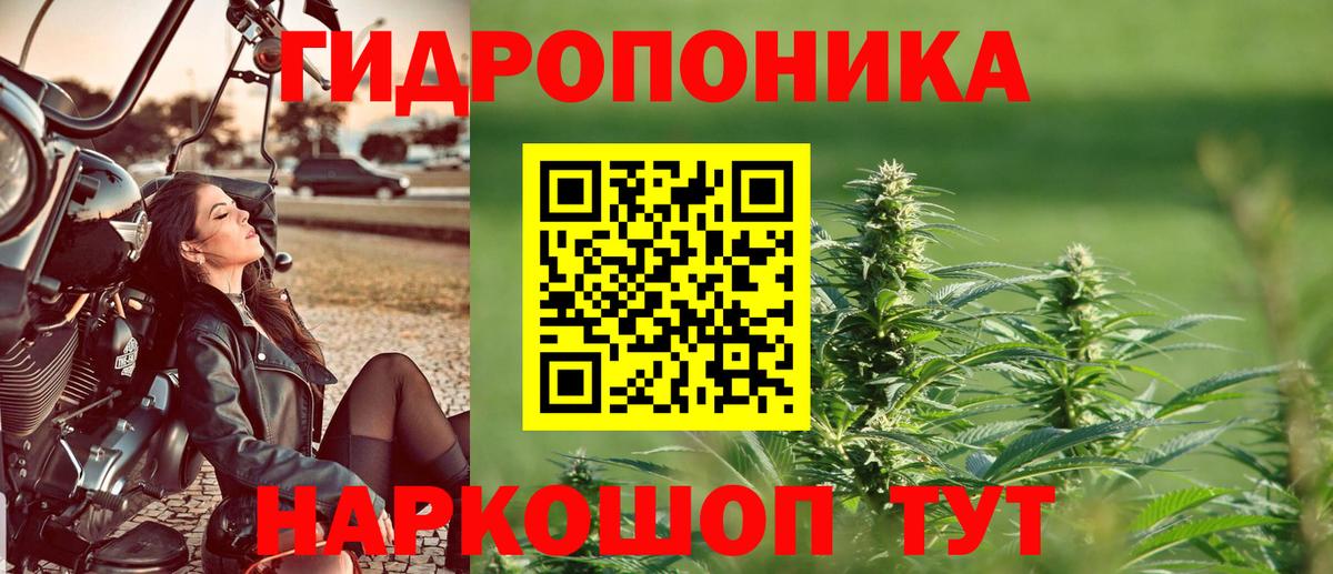 Конопля сатива Курчалой